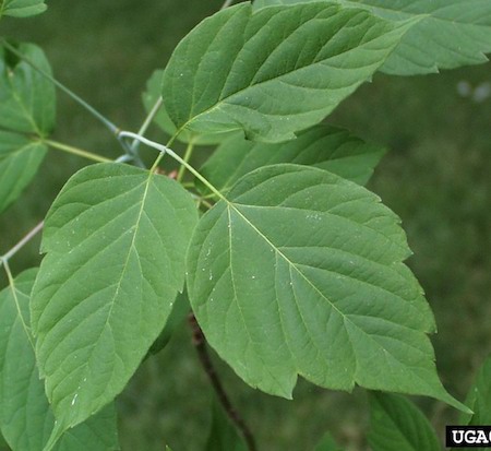 Leaves