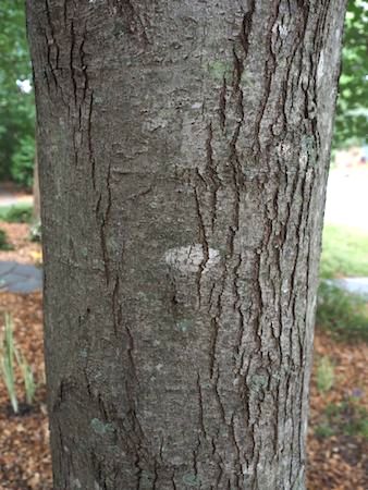 Bark