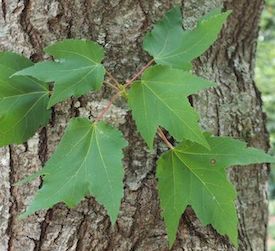 Red Maple