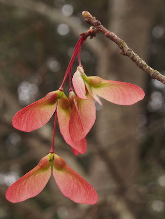 Seeds