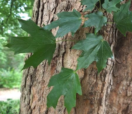 Leaves