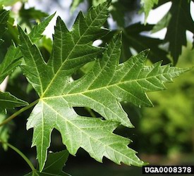 Silver Maple