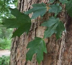 Sugar Maple