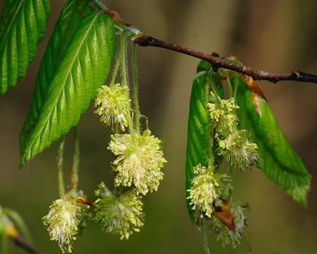 Flowers (2)