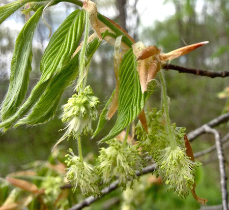 Flowers (1)