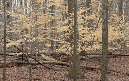 Trees in Late Winter