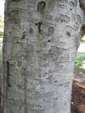 Bark