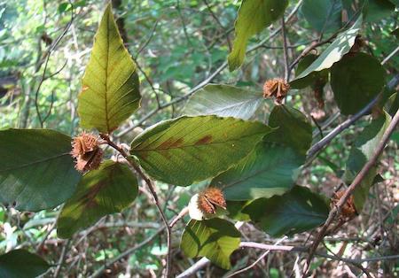 Fruit (Beech nuts)