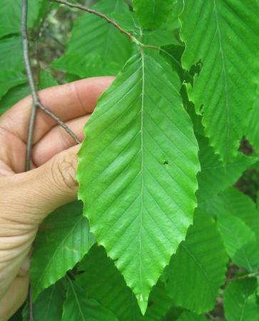 Leaves