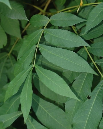 Leaves