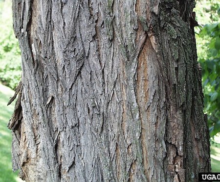 Bark