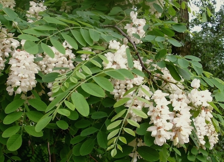 Flowers And Leaves