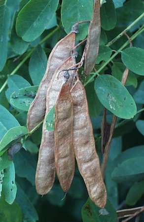 Black Locust