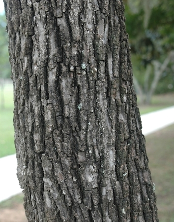 Black Walnut