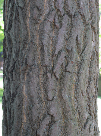 Gingko Bark