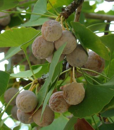 Gingko Fruit