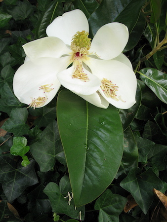 Magnolia Flower