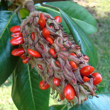 Magnolia Fruit (2)