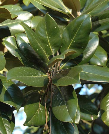 Magnolia Leaves