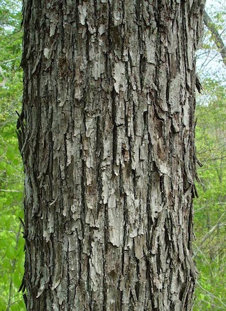 Bark