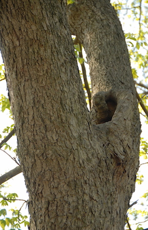 Pecan Bark Water Hole