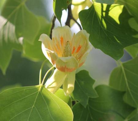 Tulip flower