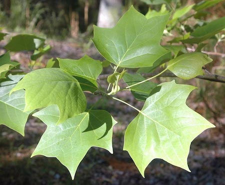 Tulip tree leaves