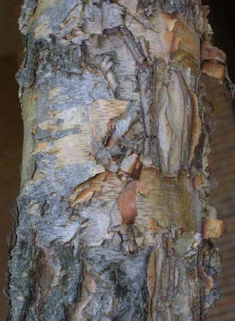 Bark