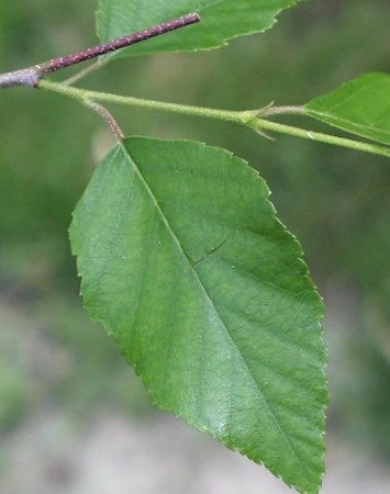 Leaf