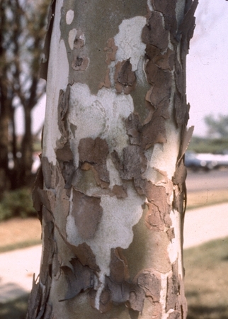 Sycamore Bark