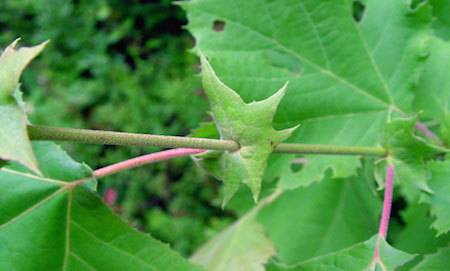 Sycamore Bract