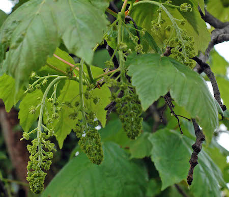 Sycamore Flowers