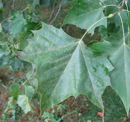 Sycamore Leaf