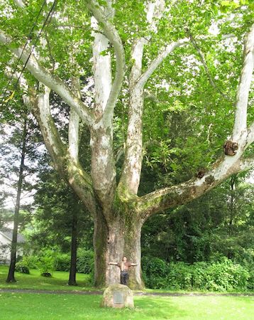 Sycamore Tree