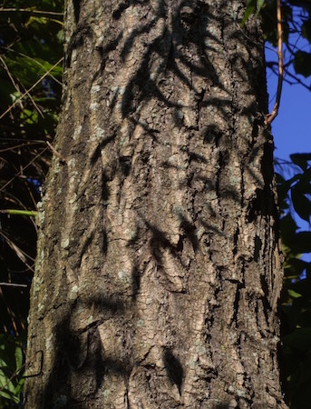 Weeping Willow Bark