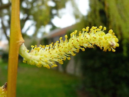 Weeping Willow Flower