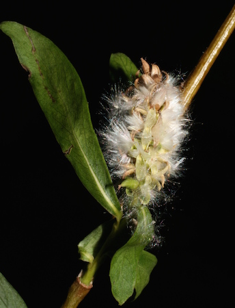 Weeping Willow Seeds