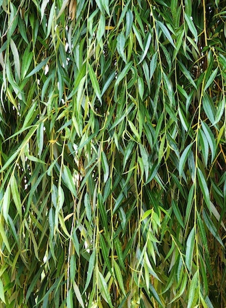 Weeping Willow Leaves