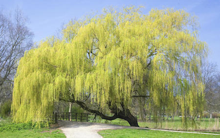 Weeping Willow Tree