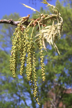 Black Oak  Flowers