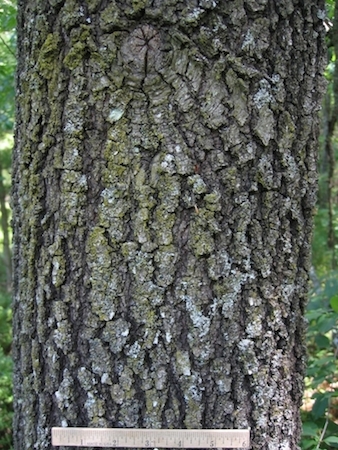 Black Oak  Bark