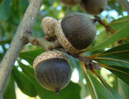 Black Oak Acorns