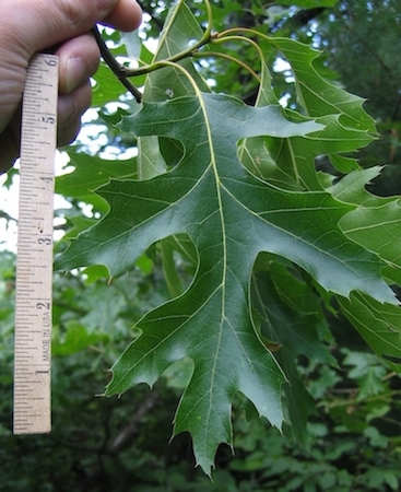 Black Oak  Sun Leaves