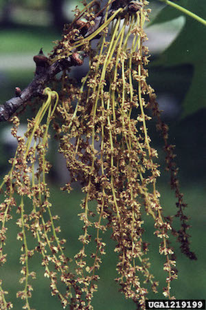 Northern Red Oak  Flowers