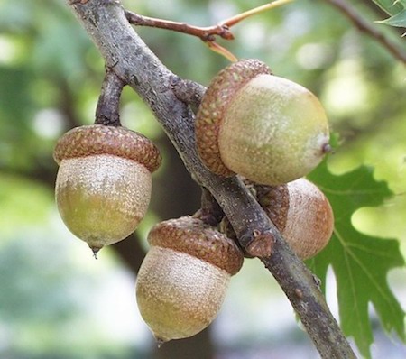 Northern Red Oak Acorns