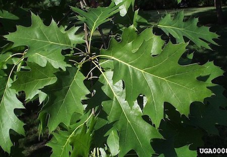 Northern Red Oak Leaves