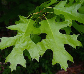 Northern Red Oak