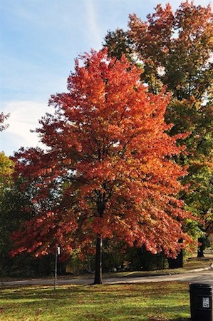 Pin Oak  Tree