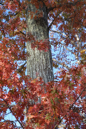 Scarlet Oak  Bark