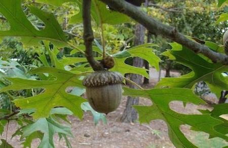 Scarlet Oak Acorn